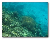 Fiji-Snorkeling-Underwater-Pictures-Amunuca-Resort-048