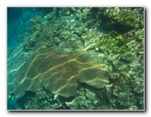 Fiji-Snorkeling-Underwater-Pictures-Amunuca-Resort-050