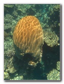 Fiji-Snorkeling-Underwater-Pictures-Amunuca-Resort-051