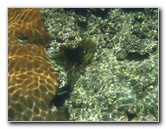 Fiji-Snorkeling-Underwater-Pictures-Amunuca-Resort-052