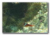 Fiji-Snorkeling-Underwater-Pictures-Amunuca-Resort-053