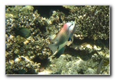 Fiji-Snorkeling-Underwater-Pictures-Amunuca-Resort-061