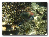 Fiji-Snorkeling-Underwater-Pictures-Amunuca-Resort-063