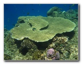 Fiji-Snorkeling-Underwater-Pictures-Amunuca-Resort-066