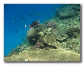 Fiji-Snorkeling-Underwater-Pictures-Amunuca-Resort-067