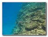 Fiji-Snorkeling-Underwater-Pictures-Amunuca-Resort-069