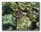 Fiji-Snorkeling-Underwater-Pictures-Amunuca-Resort-070