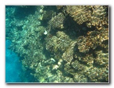 Fiji-Snorkeling-Underwater-Pictures-Amunuca-Resort-071