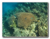 Fiji-Snorkeling-Underwater-Pictures-Amunuca-Resort-072