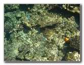 Fiji-Snorkeling-Underwater-Pictures-Amunuca-Resort-073