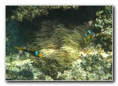 Fiji-Snorkeling-Underwater-Pictures-Amunuca-Resort-074