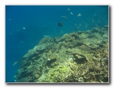 Fiji-Snorkeling-Underwater-Pictures-Amunuca-Resort-075