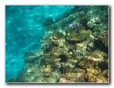 Fiji-Snorkeling-Underwater-Pictures-Amunuca-Resort-080