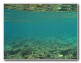 Fiji-Snorkeling-Underwater-Pictures-Amunuca-Resort-084