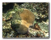 Fiji-Snorkeling-Underwater-Pictures-Amunuca-Resort-085