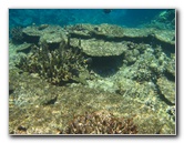 Fiji-Snorkeling-Underwater-Pictures-Amunuca-Resort-087