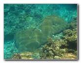 Fiji-Snorkeling-Underwater-Pictures-Amunuca-Resort-088