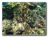 Fiji-Snorkeling-Underwater-Pictures-Amunuca-Resort-099