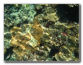 Fiji-Snorkeling-Underwater-Pictures-Amunuca-Resort-103