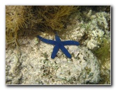 Fiji-Snorkeling-Underwater-Pictures-Amunuca-Resort-106