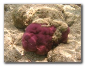 Fiji-Snorkeling-Underwater-Pictures-Amunuca-Resort-108