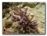 Fiji-Snorkeling-Underwater-Pictures-Amunuca-Resort-113