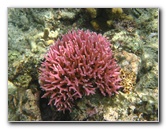 Fiji-Snorkeling-Underwater-Pictures-Amunuca-Resort-116