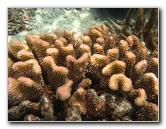 Fiji-Snorkeling-Underwater-Pictures-Amunuca-Resort-117