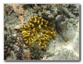 Fiji-Snorkeling-Underwater-Pictures-Amunuca-Resort-119