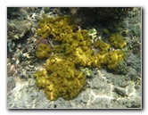 Fiji-Snorkeling-Underwater-Pictures-Amunuca-Resort-124