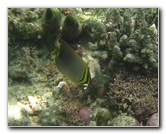 Fiji-Snorkeling-Underwater-Pictures-Amunuca-Resort-125