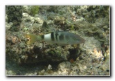 Fiji-Snorkeling-Underwater-Pictures-Amunuca-Resort-126