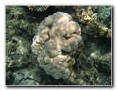 Fiji-Snorkeling-Underwater-Pictures-Amunuca-Resort-131