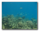 Fiji-Snorkeling-Underwater-Pictures-Amunuca-Resort-134