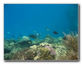 Fiji-Snorkeling-Underwater-Pictures-Amunuca-Resort-135