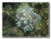 Fiji-Snorkeling-Underwater-Pictures-Amunuca-Resort-139