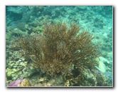 Fiji-Snorkeling-Underwater-Pictures-Amunuca-Resort-141