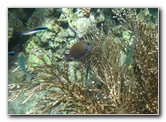 Fiji-Snorkeling-Underwater-Pictures-Amunuca-Resort-142