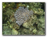 Fiji-Snorkeling-Underwater-Pictures-Amunuca-Resort-145