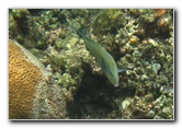 Fiji-Snorkeling-Underwater-Pictures-Amunuca-Resort-146