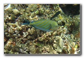 Fiji-Snorkeling-Underwater-Pictures-Amunuca-Resort-147