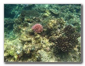 Fiji-Snorkeling-Underwater-Pictures-Amunuca-Resort-149