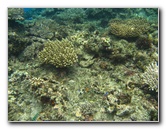 Fiji-Snorkeling-Underwater-Pictures-Amunuca-Resort-152