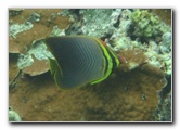 Fiji-Snorkeling-Underwater-Pictures-Amunuca-Resort-158