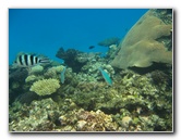 Fiji-Snorkeling-Underwater-Pictures-Amunuca-Resort-163