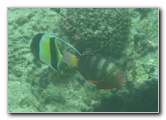 Fiji-Snorkeling-Underwater-Pictures-Amunuca-Resort-167