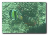 Fiji-Snorkeling-Underwater-Pictures-Amunuca-Resort-167