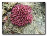 Fiji-Snorkeling-Underwater-Pictures-Amunuca-Resort-175