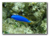 Fiji-Snorkeling-Underwater-Pictures-Amunuca-Resort-184