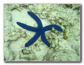 Fiji-Snorkeling-Underwater-Pictures-Amunuca-Resort-189